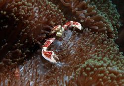 Porcelain crab in Bunaken Island Celebes sea , indonesia ... by Giulio Arrigucci 